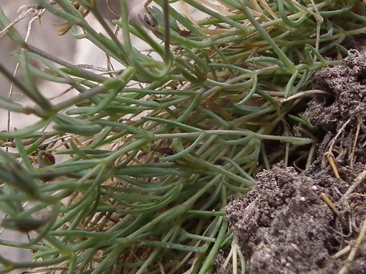 Moehringia glaucovirens / Moehringia verde-glauca